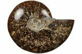 Polished Ammonite (Cleoniceras) Fossil - Madagascar #205105-1
